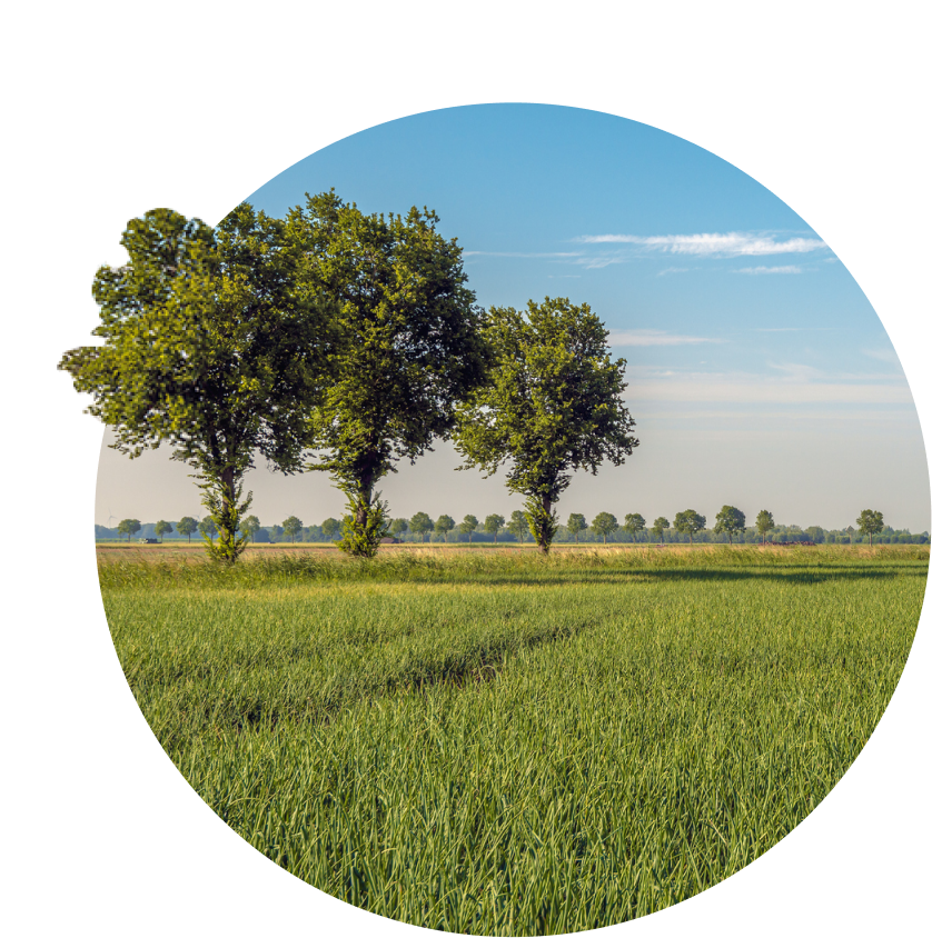 Trees in a field under the sunlight, showcasing positive environmental impact of using green technology for refrigeration & HVAC
