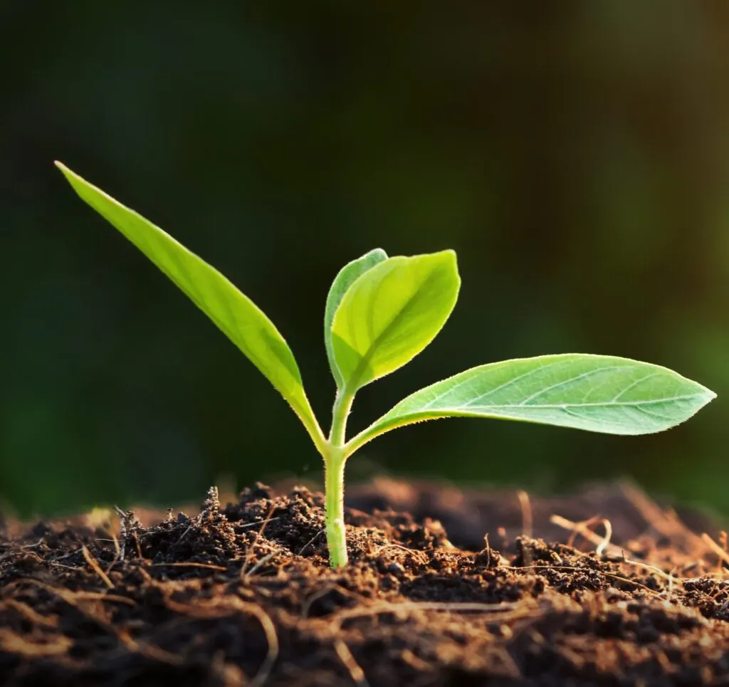 Young plant sprouting up from the earth
